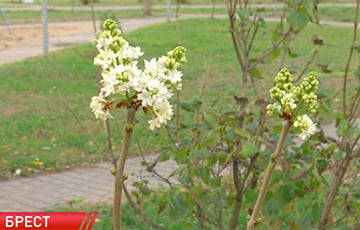 В Бресте в ноябре зацвела сирень