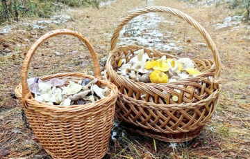 У беларускіх лясах пайшлі зімовыя апенькі