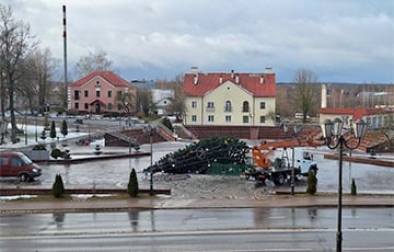 В Гродно и Заславле ветер повалил новогодние ели