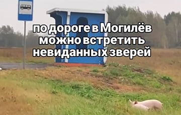 «Дык вось якія беларускія крэветкі»