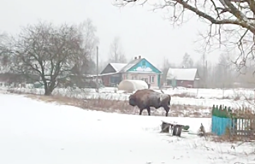 Два зубры шпацыравалі па вёсцы на Меншчыне