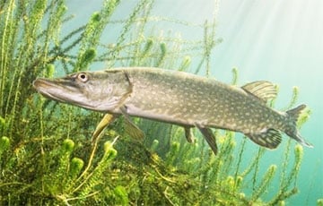 Белорус выловил гигантскую щуку в Минском море
