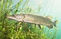 Белорус выловил гигантскую щуку в Минском море