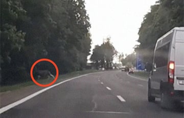 Под Минском лося заметили прямо возле дороги