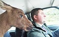 Ласяня выйшла па дапамогу да людзей у Барысаўскім раёне