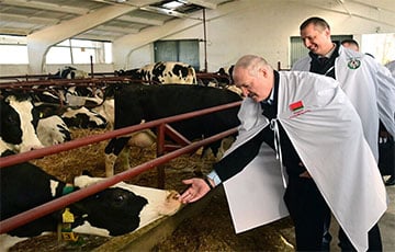 Лукашенко захотел установить памятник корове на фоне рекордных масштабов гибели скота