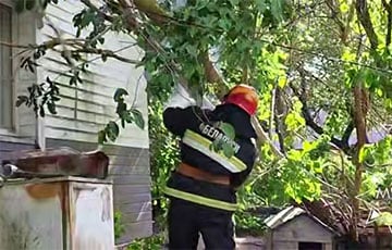 В Ботаническом саду сильный ветер поломал ветви деревьев