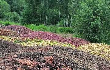 В поле под Жодино нашли целые груды выброшенных овощей