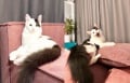На границе с Польшей кошка сломала переноску и выбежала из автобуса