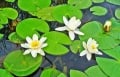 "I Wanted To Pick Some Lilies For My Wife."