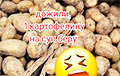 Одна картофелина на суп: как белорусы выживают в сезон «дешевой» заготовки овоща