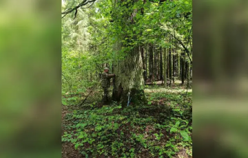 У Бабруйскім раёне знайшлі двухсотгадовыя дубы