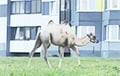 В Дзержинске заметили во дворе дома пасущегося верблюда