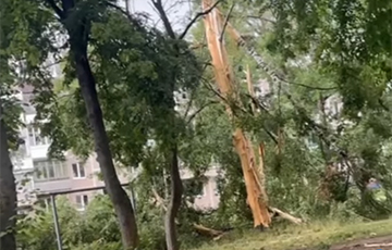 У Баранавічах маланка напалову раскалола дрэва ў двары шматпавярховіка