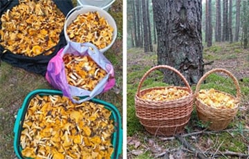 «Ліскі можна вывозіць багажнікамі»
