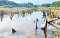 У Лепельскім раёне бабёр асушыў цэлае возера