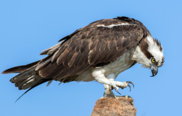 В Канаде хищная птица бомбардировала рыбой линию электропередач и обесточила целый город