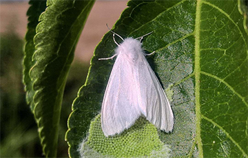 На поўдні Беларусі абвешчаны каранцін