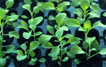 Несколько компаний «разделили» Беларусь по две области на брата