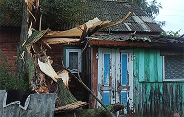 Ветер валил деревья и срывал крыши в Гомельской области