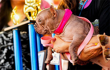 У ЗША выбралі самага пачварнага сабаку