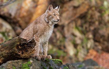 В Логойском районе заметили детеныша рыси