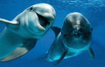 Дельфины и киты регулярно устраивают совместные игры