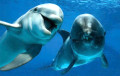 Дельфины и киты регулярно устраивают совместные игры