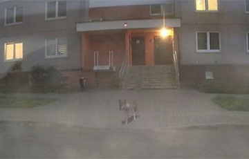 «Бешеный волк», которого застрелили в Сенице, оказался здоровой собакой