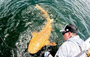 В Коста-Рике поймали первую в мире «золотую» акулу