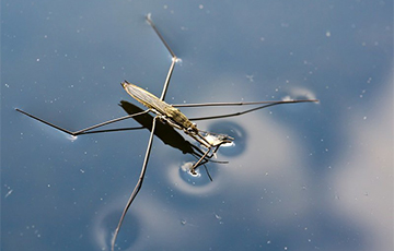 Ученые создали микроробота, который скользит по воде