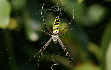 В Беларуси появился новый необычный вид паука
