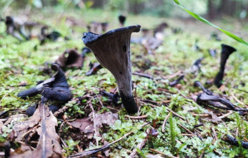 Под Минском нашли редкий черный гриб