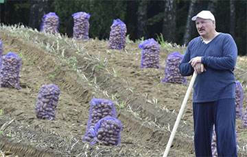 Лукашенко повезет мешки с картошкой в Китай