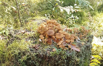 В белорусских лесах появились опята