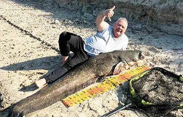 Белорус вытянул из Припяти 80-килограммового сома