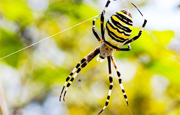 Под Минском нашли паука-осу