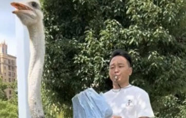 Відэахіт: у Кітаі мужчына больш за 10 гадоў ездзіць на страўсе замест аўтамабіля