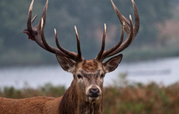 Паілі аленя колай і цягалі за рогі: гісторыя ў мінскім заапарку атрымала працяг