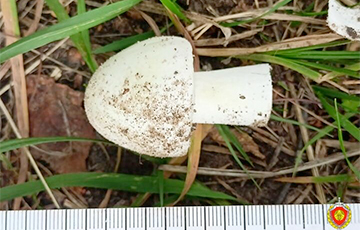 В Дрогичине пенсионерка отравилась грибами