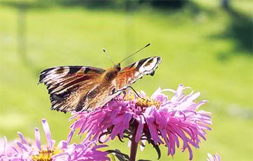 Пад Гроднам заўважылі анамальную колькасць матылькоў
