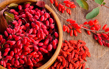 Под Гродно выращивают ягоды годжи