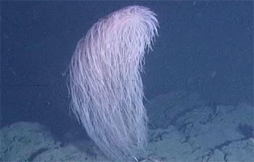 Ученые: В глубине океана найдено существо, похожее на персонажа из «Звездных войн»