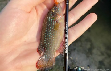 Белорус поймал в городском пруду рыбу из Африки