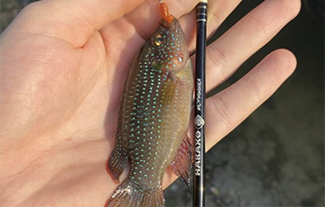 Житель Гомеля вытащил из городского пруда экзотическую африканскую рыбу