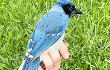 В Техасе обнаружили гибридную птицу, которой не должно было бы существовать