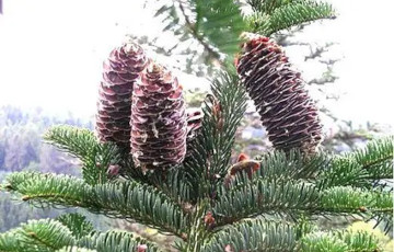 В Беларуси запретили собирать шишки в лесах