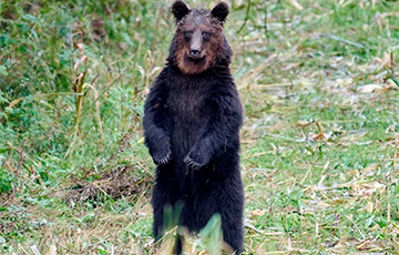 Белорус пошел в лес за грибами и внезапно столкнулся с медведем