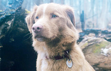 Пес Инди потребовал равных прав с людьми-актерами на «Оскар»