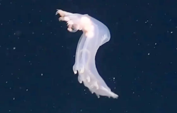 Морская свинья станцевала на глубине более 2300 метров